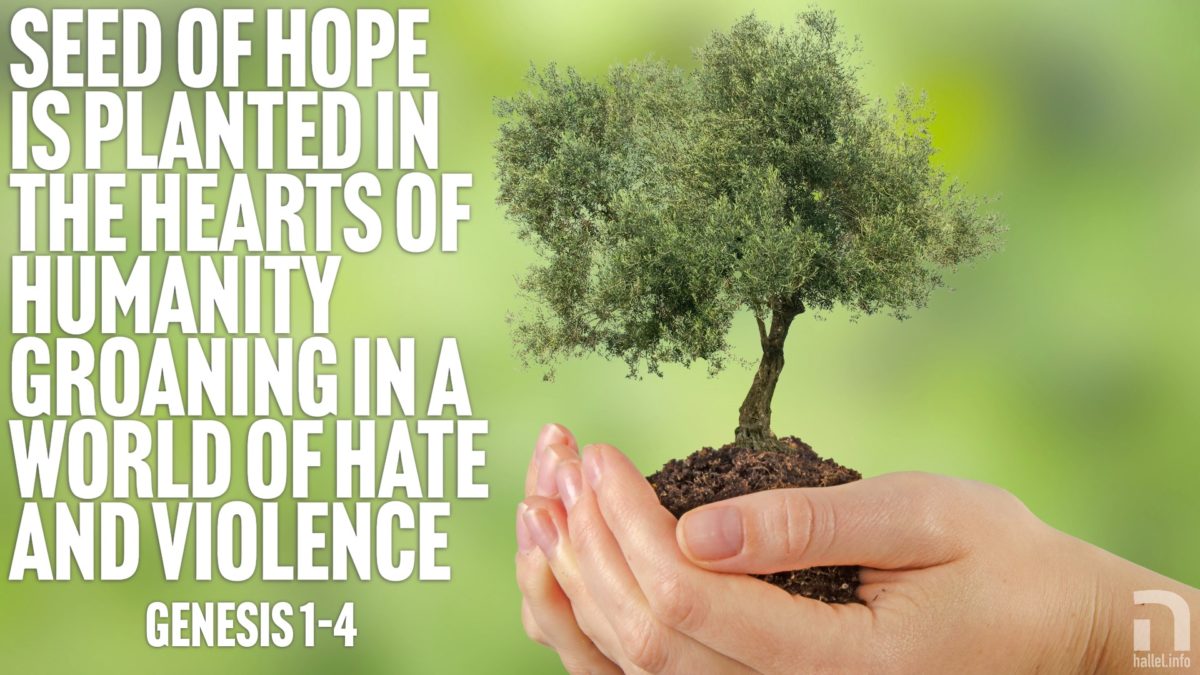 Seed of hope is planted in the hearts of humanity groaning in a world of hate and violence (Genesis 1-4)