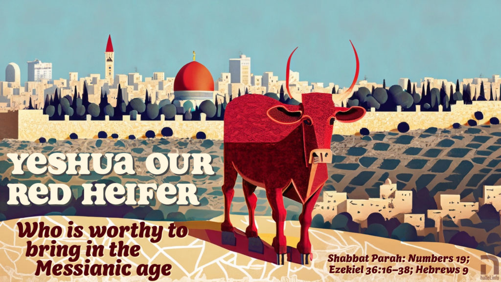 Yeshua our Red Heifer: Who is worthy to bring in the Messianic age (Shabbat Parah: Numbers 19; Ezekiel 36; Hebrews 9). Artwork shows a red cow with horns on the Mount of Olives with modern Jerusalem and the Dome of the Rock mosque sitting on the site of Israel's Temple.