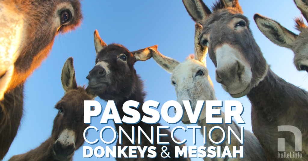 Passover connection between donkeys and Messiah