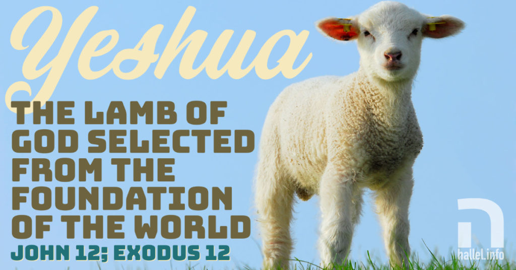 Yeshua: The Lamb of God selected from the foundation of the world (John 12; Exodus 12)