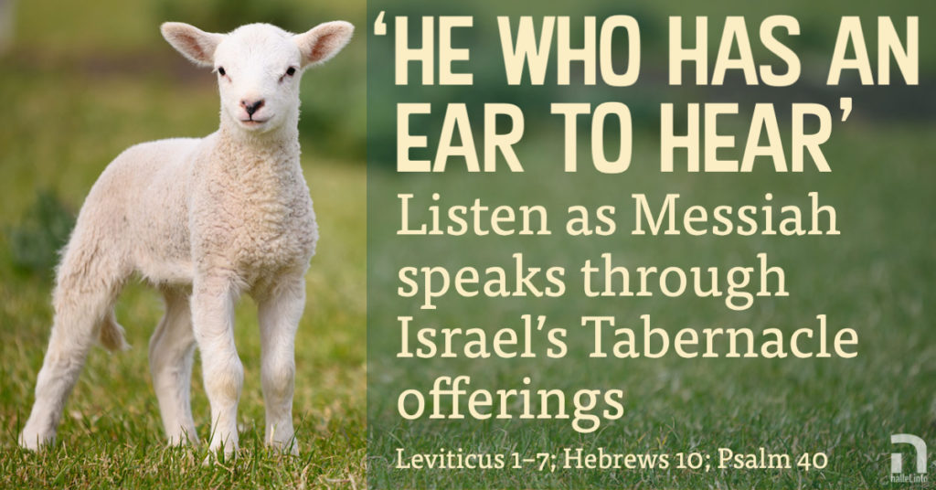 'He who has an ear to hear': Listen as Messiah speaks through Israel's Tabernacle offerings (Leviticus 1-7; Hebrews 10; Psalm 40). A lamb stands in a grassy field.