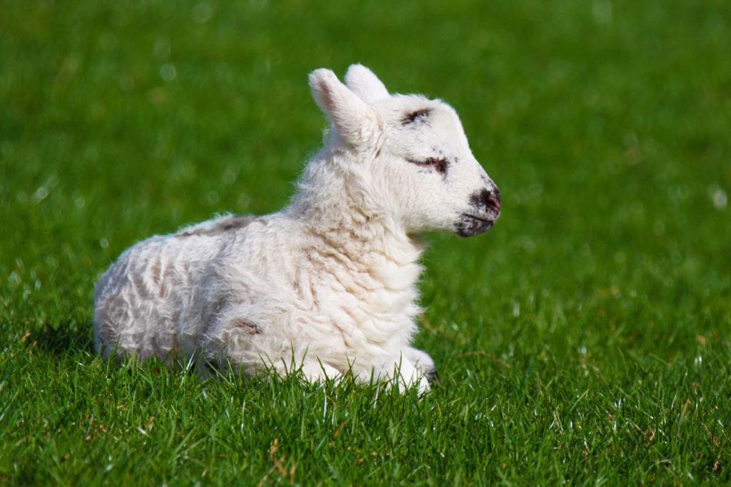 Newborn spring lamb (Petr Kratochvil / PublicDomainPictures.net)