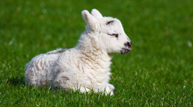 Of Lamb And Goats Gods Salvation Memorialized In Passover Lamb